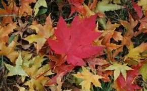 ICU探访：落叶拓画——为落叶染上心中的秋色